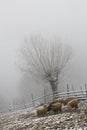 Sheep, fence and tree landscape during winter