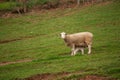 Sheep in the Field Royalty Free Stock Photo