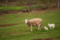 Sheep in the Field Royalty Free Stock Photo