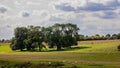 Sheep in a field around a copse on a summer day Royalty Free Stock Photo