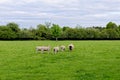 Sheep On the Field - Bourton on the Water