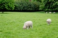 Sheep On the Field - Bourton on the Water