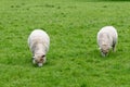 Sheep On the Field - Bourton on the Water