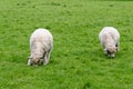 Sheep On the Field - Bourton on the Water