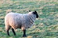 Sheep in a field