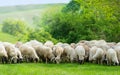 Sheep on a field eating grass Royalty Free Stock Photo