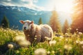 sheep in a field with flowers. cow on a sunny summer day in a field. Farm animal Royalty Free Stock Photo