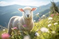 sheep in a field with flowers. cow on a sunny summer day in a field. Farm animal Royalty Free Stock Photo