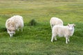 sheep in the field, green meadow open space Royalty Free Stock Photo