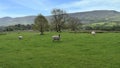 Sheep in field with large agricultural background