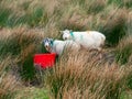 Sheep in a field marked with color for identification purpose by a red plastic bucket with water,