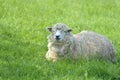 Sheep in field near Abbotsbury