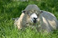 Sheep in field near Abbotsbury