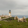 Sheep on the field next to Neist Point Lighthouse in the Isle of Skye, Scotland Royalty Free Stock Photo