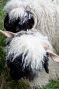 Sheep in a field. Two valais black nose sheep in Zermatt, Switzerland. Royalty Free Stock Photo
