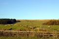 Sheep in a field on the West Pennine Moors