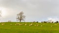 Sheep in a field in winter