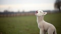 Sheep in the field. young lamb calling out as it singing.