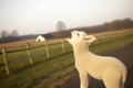 Sheep in the field. young lamb calling out as it singing.