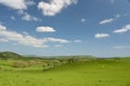 Sheep in fields above Tyneham