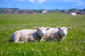 Sheep in the fields of Iona in the Inner Hebrides, Scotland