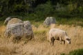 Sheep on fields of Megalithic monuments of the Stone Age in Carnac of France Royalty Free Stock Photo