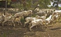 Sheep flee the holding area after just being shorn