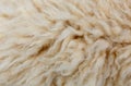 Sheep fleece for texture background Royalty Free Stock Photo