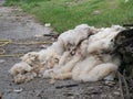 Sheep fleeces in farmyard. Natural condiion. Wool.