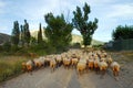 Sheep flock