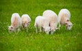 Sheep flock