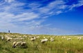 Sheep flock & Blue sky Royalty Free Stock Photo