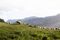 Sheep flock on the countryside grazing in the field Royalty Free Stock Photo