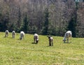 Sheep flock feeding on fresh springtime meadow