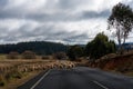 Sheep flock going to a new pasture blocking the road