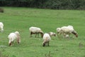 Sheep flock on the grass