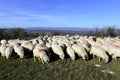 Sheep flock grazing around highlands in Royalty Free Stock Photo