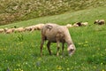 Sheep flock grazing in grassy field