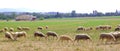 Sheep flock grazing meadow in grass field