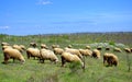 Sheep flock grazing in the spring pasture Royalty Free Stock Photo