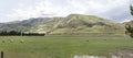 Sheep flock in green hilly countryside, near Tarras, New Zealand