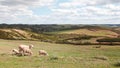 Sheep flock in Mertola alentejo, portugal