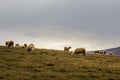 Sheep flock in the mountain pasture in Zlatibor, Serbia. Royalty Free Stock Photo