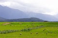 Sheep flock new zealand