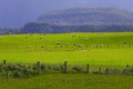 Sheep flock new zealand