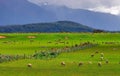 Sheep flock new zealand