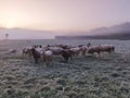 Sheep flock out at frozen feed in picturesque mystical landscape before sunrise Royalty Free Stock Photo