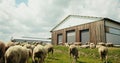 Sheep flock outdoor grazing at sheds and hangars on nice sunny summer day. Wool farming. Farm of livestock. Countryside