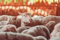 Sheep flock in pen on dairy farm Royalty Free Stock Photo