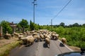 Sheep Flock Royalty Free Stock Photo